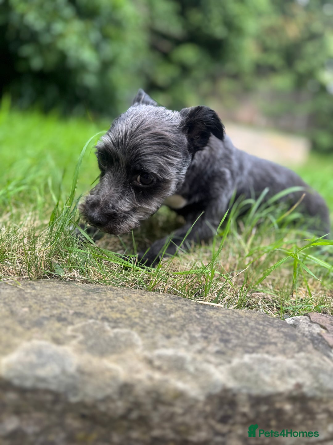 Mixed Breed dogs for stud: Looking for male stud  - Image 5