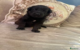 Mixed Breed dogs for sale: Beautiful Labrador x shepherd puppies - Image 3
