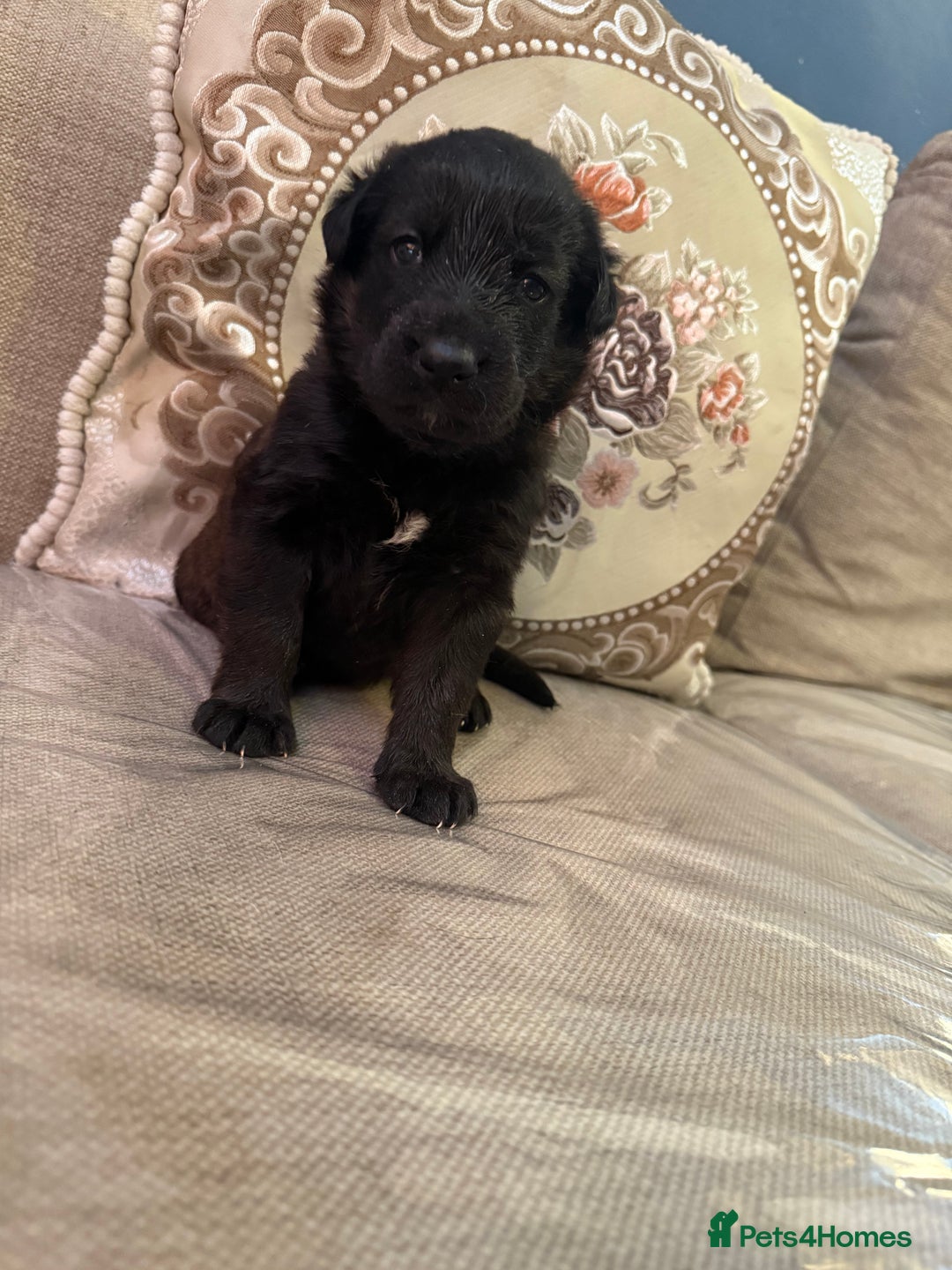 Mixed Breed dogs for sale: Beautiful Labrador x shepherd puppies - Image 3