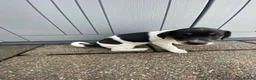 Jack Russell dogs for sale: Working jack russell puppies  - Advert 12