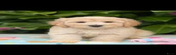 Cockapoo dogs for sale: 🌸 READY NOW SHOW QUALITY TOY F1 COCKERPOOS 🌸 - Advert 7