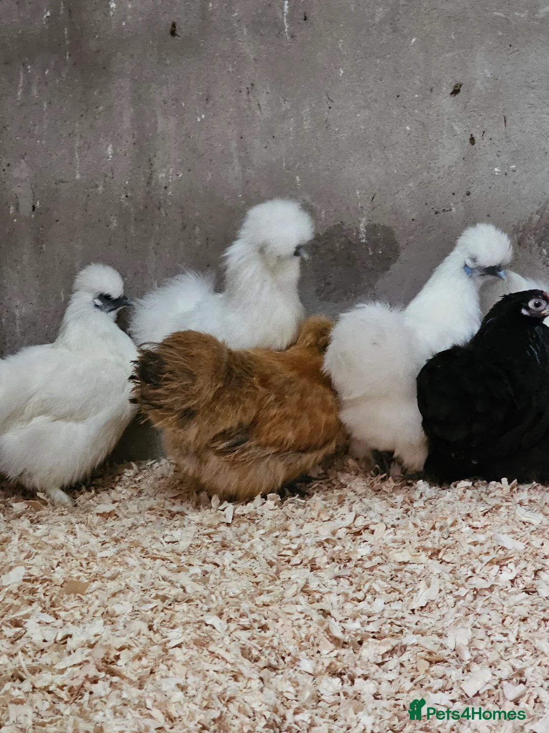 Chickens poultry for sale: Pure breed bantams and large fowl - Advert 2