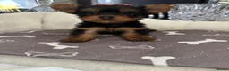 Yorkshire Terrier dogs for sale: Adorable Yorkshire Terrier Puppies 8 girls&1 boy.  - Advert 34