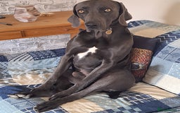 Weimaraner dogs for stud: Blue weimaraner for stud - Image 1
