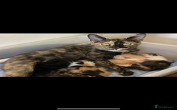 Mixed Breed cats for sale: Beautiful Kittens For sale  - Image 9
