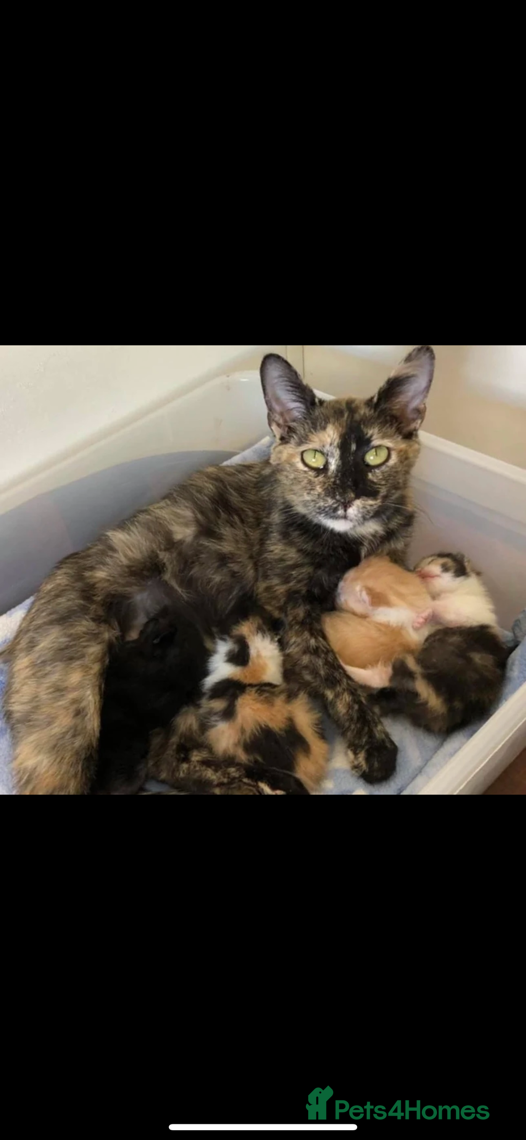 Mixed Breed cats for sale: Beautiful Kittens For sale  - Image 9