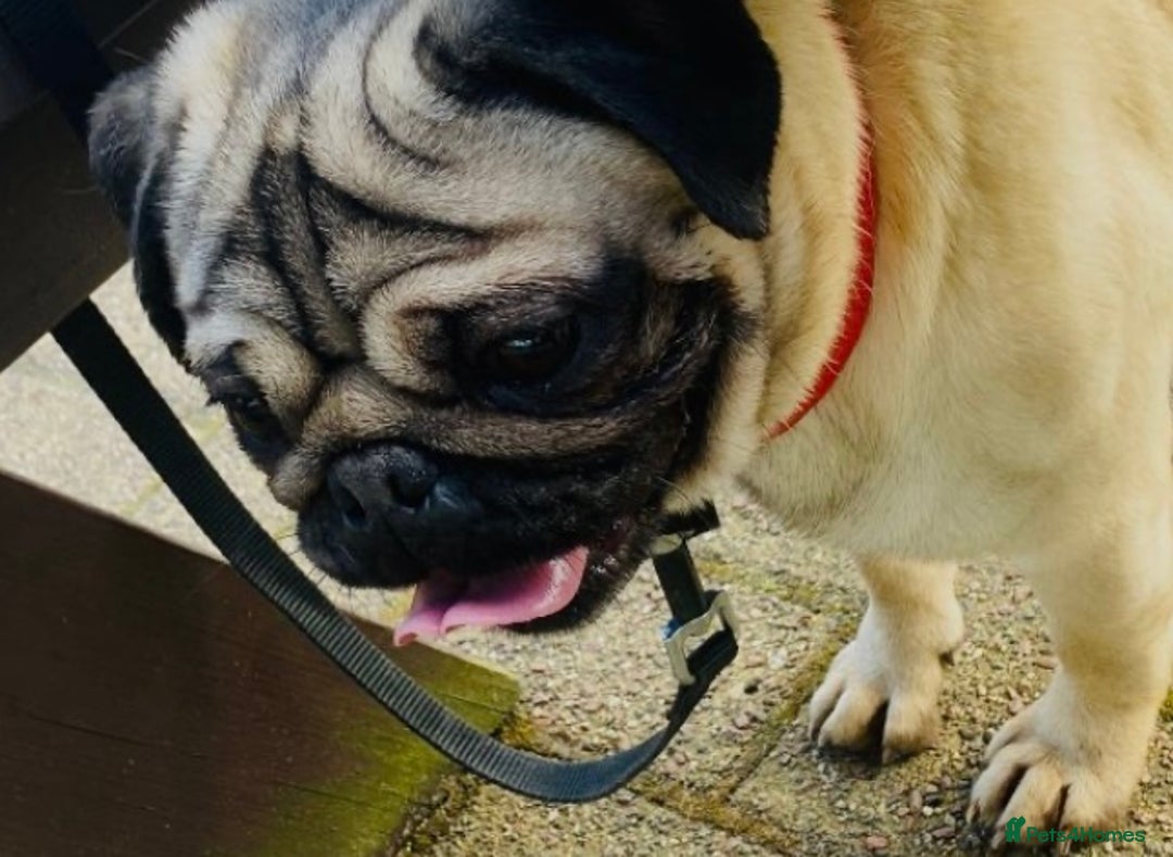 Pug dogs for sale: Pedigree Pug Pups  - Advert 3