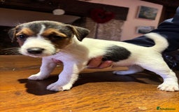 Jack Russell dogs for sale: Rough coated Jack Russell puppies  - Advert 4