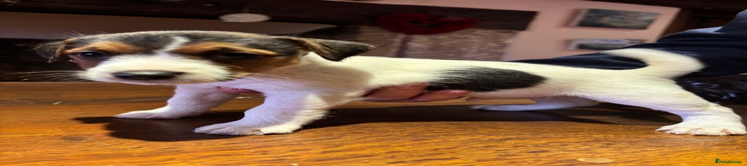 Jack Russell Puppy 3