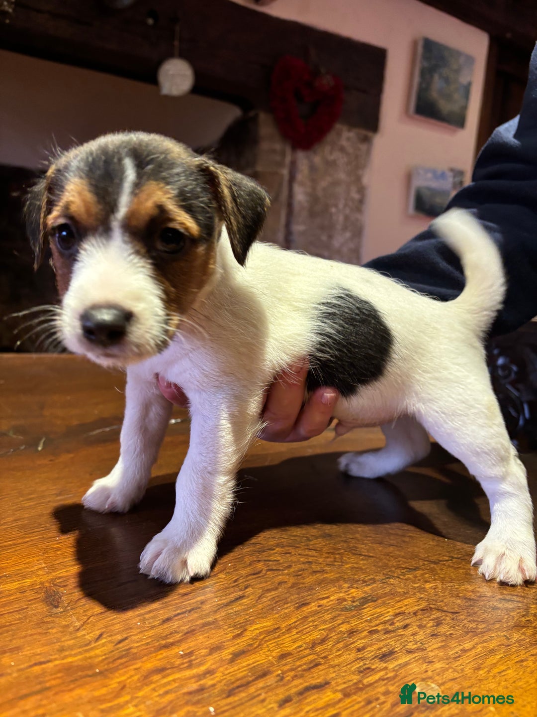Jack Russell dogs for sale: Rough coated Jack Russell puppies  - Advert 4