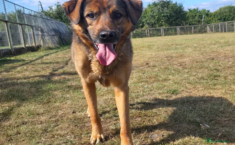 Mixed Breed dogs - Advert 3