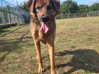 Mixed Breed dogs Mila Looking For Her Forever Home - Advert 13