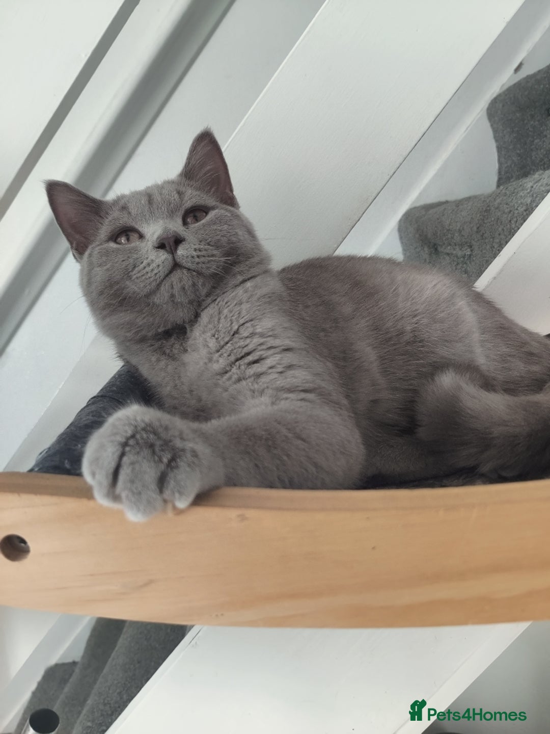 British Shorthair cats for sale: British kittens for sale - Advert 4