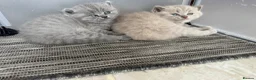 British Shorthair cats for sale: 3 beautiful Female BSH lilac and blues available  in Dartford - Advert 17