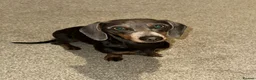 Dachshund dogs for sale: 2 Dachshund boys left 💙 - Advert 3
