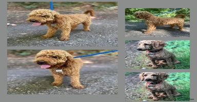 Cockapoo dogs - Advert 3