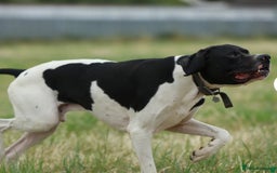 Pointer dogs for sale: KC registered Pointer Puppies, ready to leave - Image 14