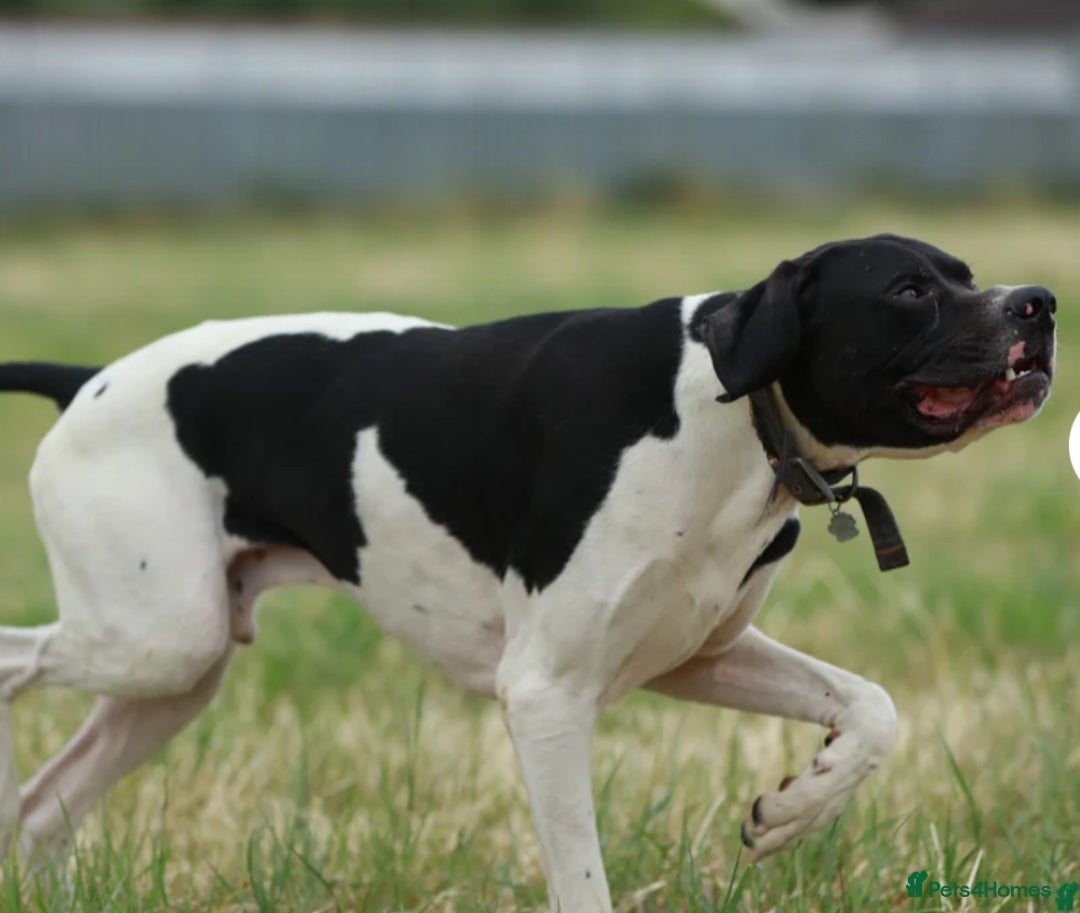 Pointer dogs for sale: KC registered Pointer Puppies, ready to leave - Image 14