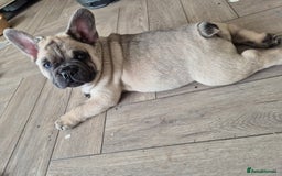 Mixed Breed dogs for sale: Chowxfrenchie Ready for new homes** - Image 24