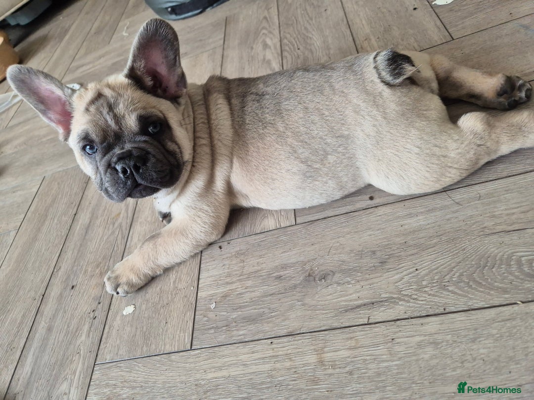 Mixed Breed dogs for sale: Chowxfrenchie Ready for new homes** - Image 24