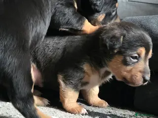 Mixed Breed dogs Border jack pups - Advert 17