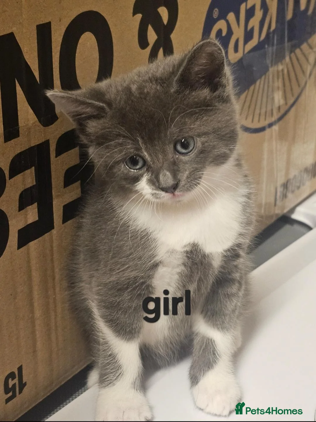 Domestic Shorthair cats for sale: 4 beautiful kittens for sale!! - Advert 2