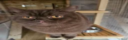 British Shorthair cats for stud: Gccf british reg studs CINNAMON / CHOC /RED / BLUE - Advert 5