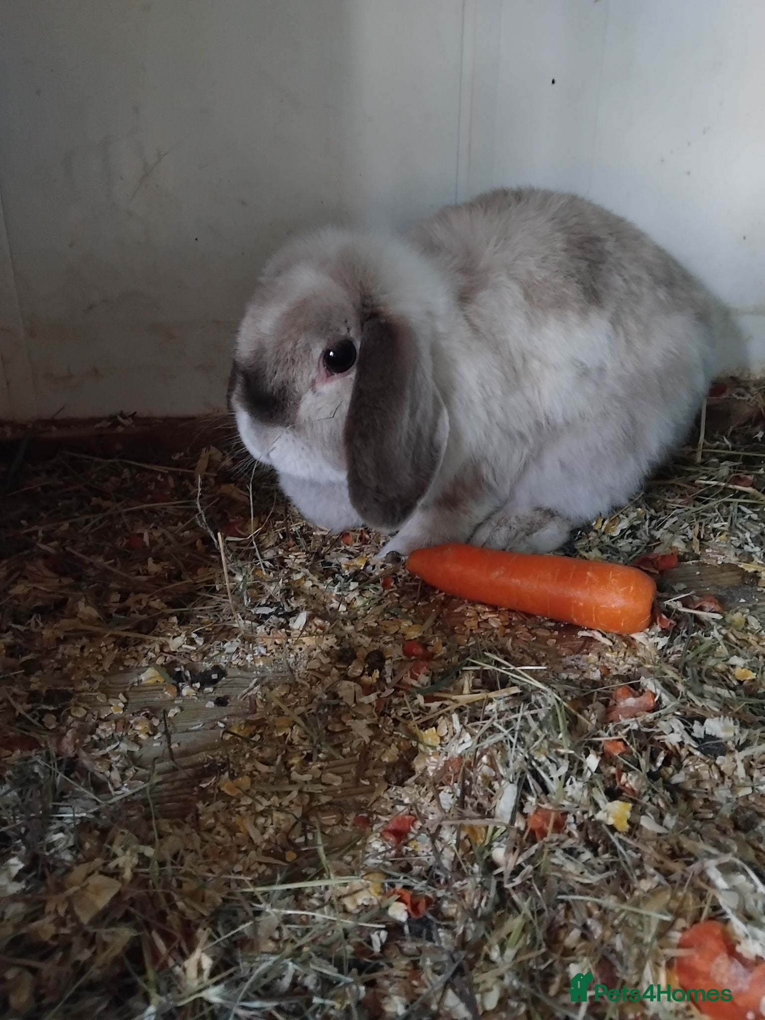 Mini Lop rabbits Baby lops - Advert 14