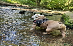 English Bulldog dogs for stud: Fawn English bulldog for stud - Advert 4