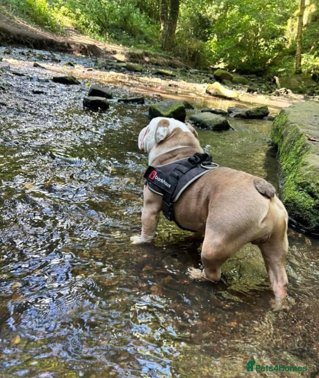 English Bulldog dogs for stud: Fawn English bulldog for stud - Advert 4