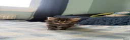 Mixed Breed cats for sale: x3 Mixed Breed Kittens (2M) (1F) - Advert 12