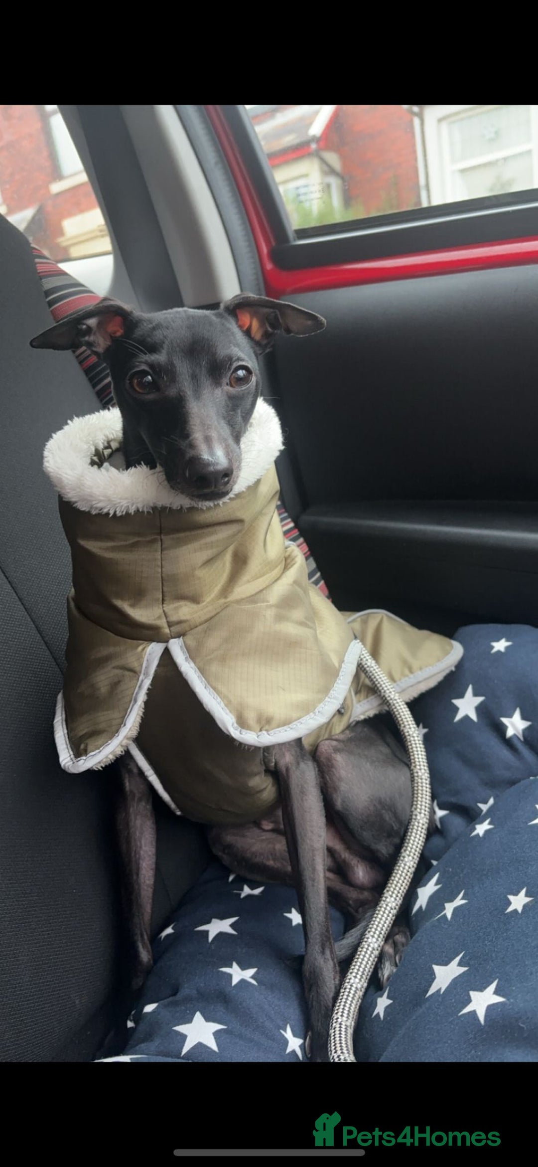 Italian Greyhound dogs for stud: Outstanding Boy - 25 champions in 5 generations - Image 7