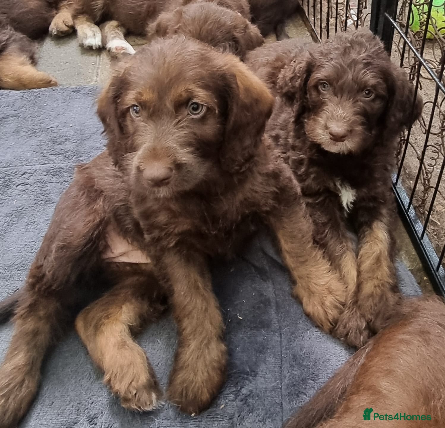 Labradoodle dogs Beautiful Labradoodle READY NOW - Advert 9