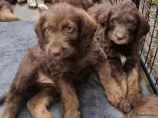 Labradoodle dogs Beautiful Labradoodle READY NOW - Advert 9