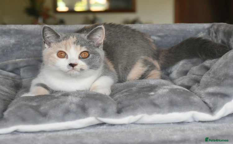 British Shorthair cats - Advert 6
