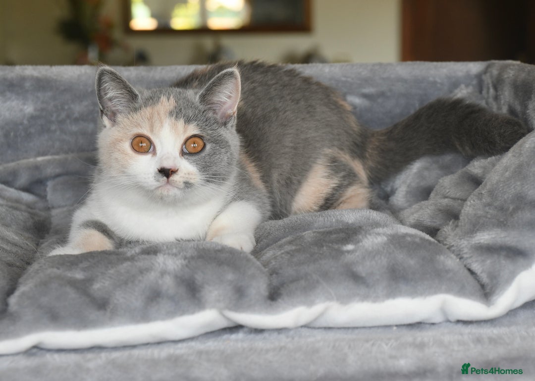 British Shorthair cats for sale: Beautiful blue tortie & white ready now  - Image 1