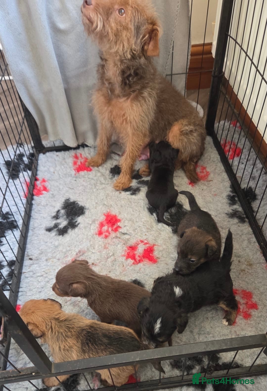 Mixed Breed dogs Beautiful Lakeland Terrier/Poodle Puppies - Advert 2