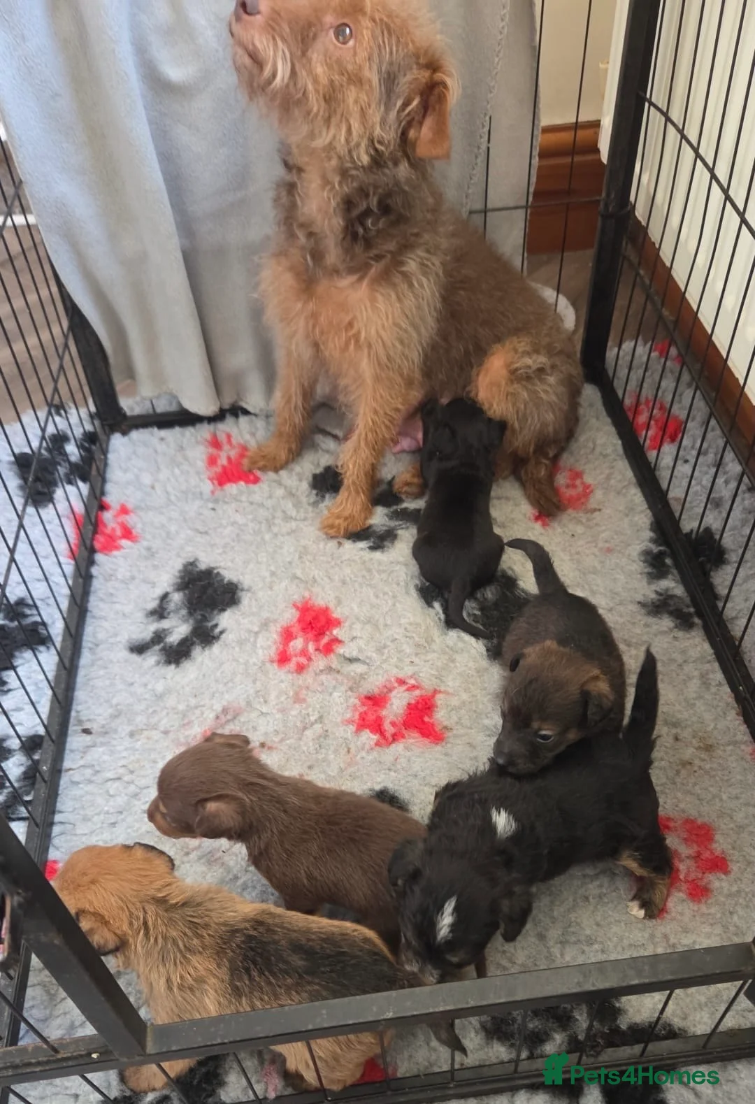 Mixed Breed dogs for sale: Beautiful Lakeland Terrier/Poodle Puppies - Advert 2