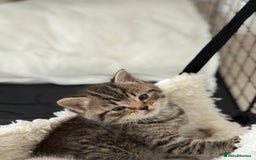 Mixed Breed cats for sale: Half Ragdoll, Half British Shorthairs  - Image 9