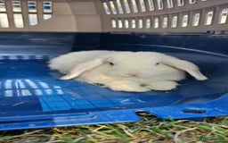 Mini Lop rabbits for sale: Baby mini lop rabbits - Image 14