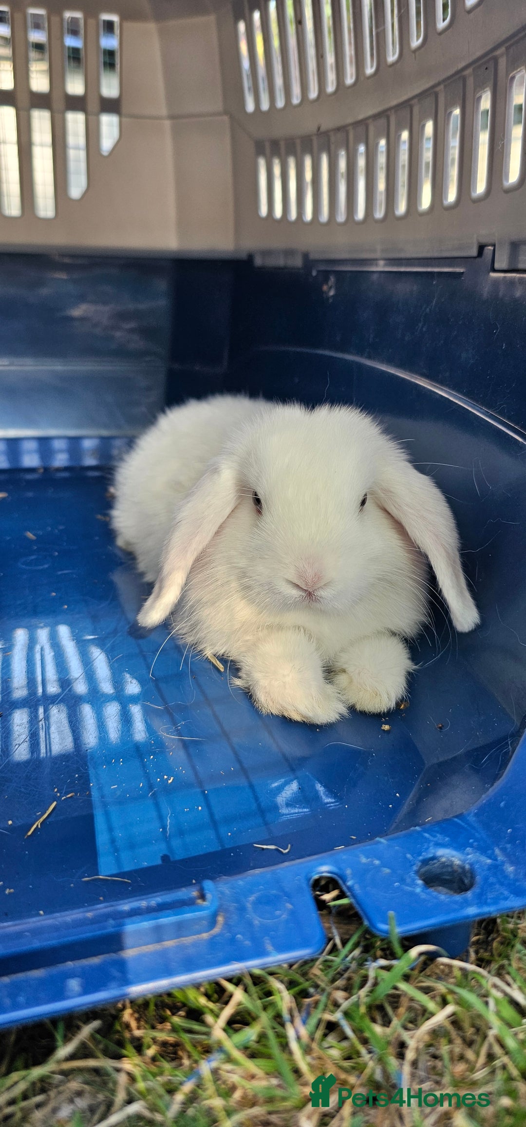 Mini Lop rabbits for sale: Baby mini lop rabbits - Image 14