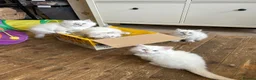 Siberian cats for sale: 💖 Home Raised Fluffy Siberian Kittens  - Advert 3