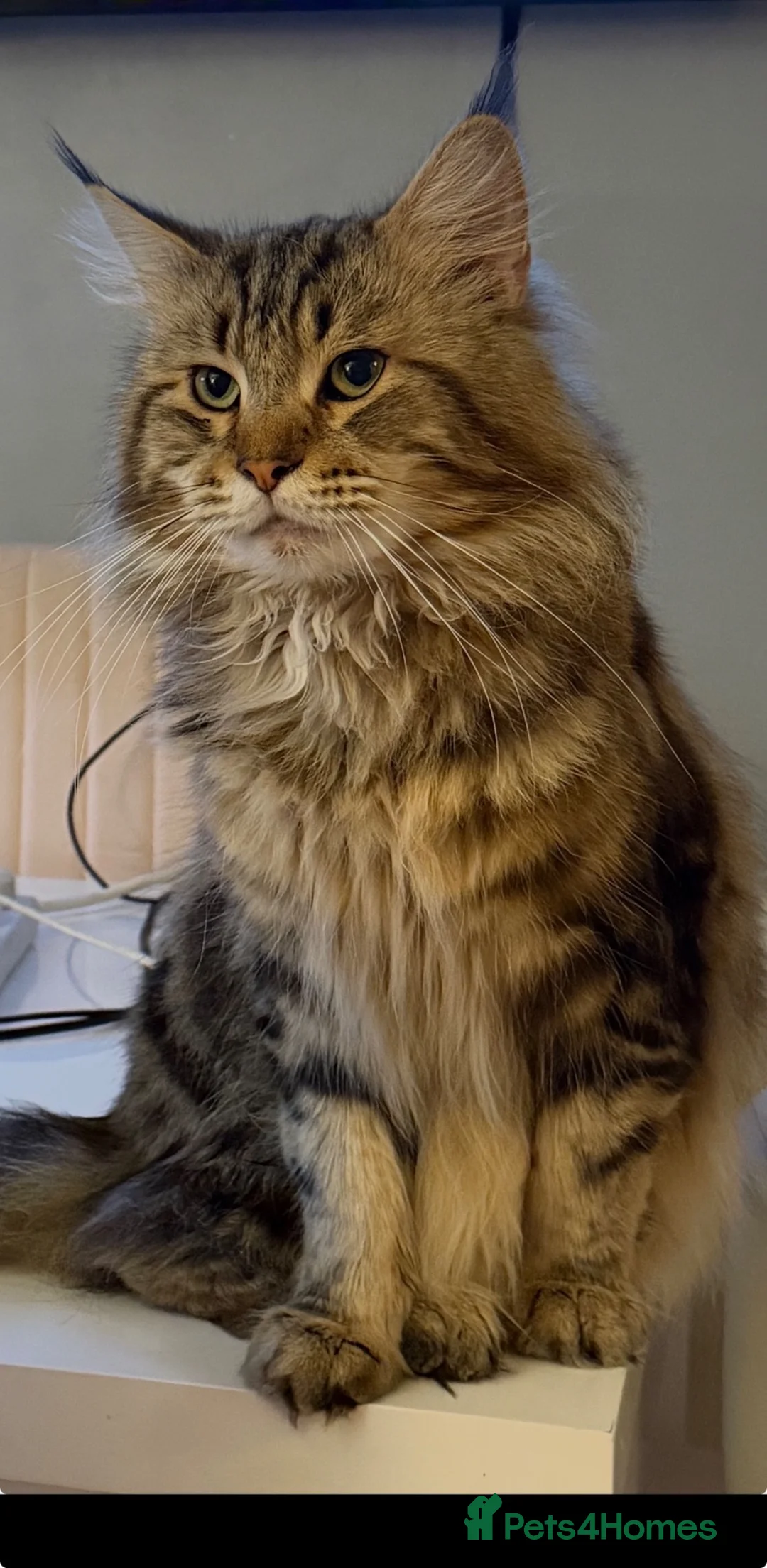 Maine Coon cats for sale: Gorgeous full breed Mainecoon kittens redy dec 1st - Advert 2