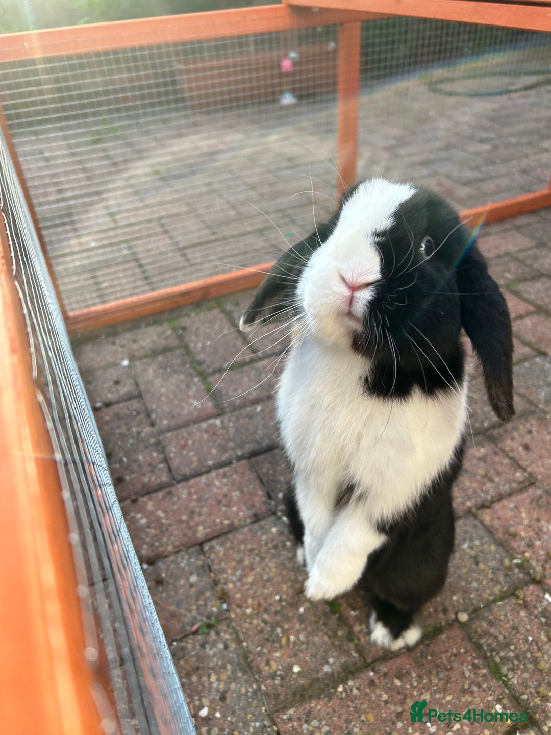 Mini Lop rabbits for sale: Two male mini lop rabbits looking for forever home - Advert 2