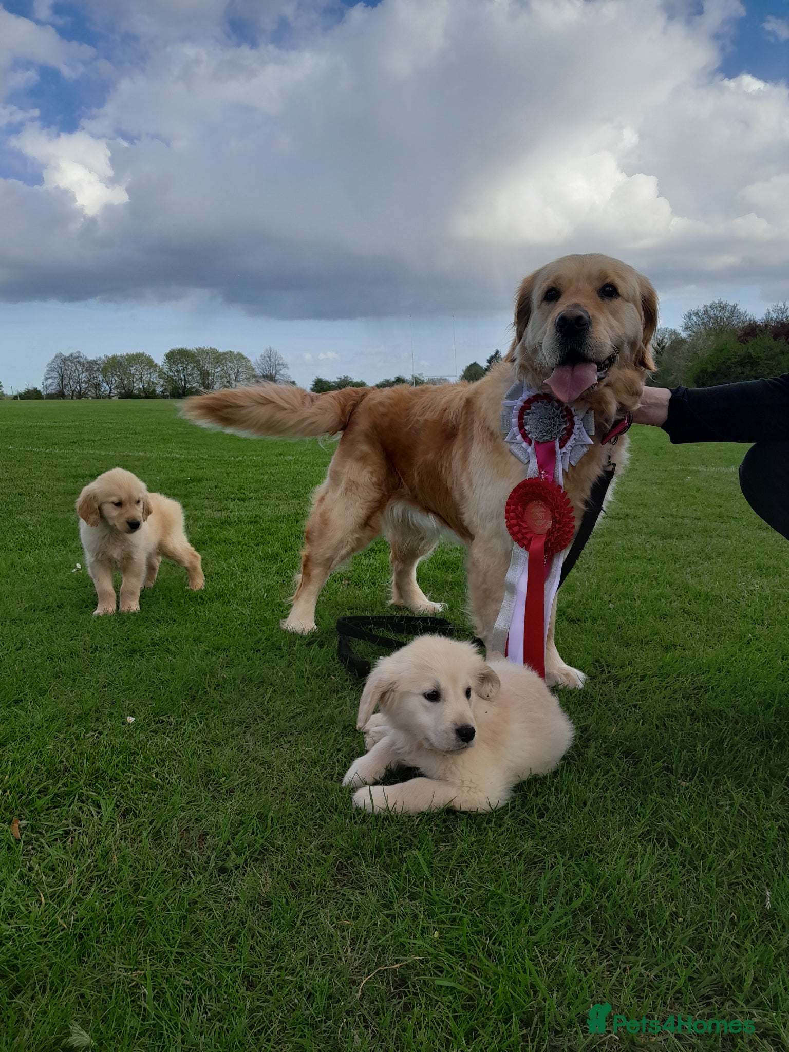 Golden Retriever dogs Show quality golden retriever puppies  - Advert 3