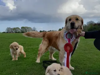Golden Retriever dogs Show quality golden retriever puppies - Advert 1