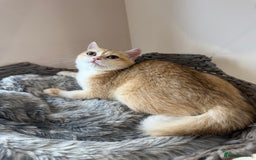 British Shorthair cats for sale: GCCF golden BSH ❤️ - Image 4