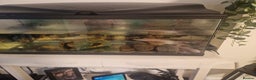 Other/Mixed Breed fish for sale: two axelottles  - Advert 2