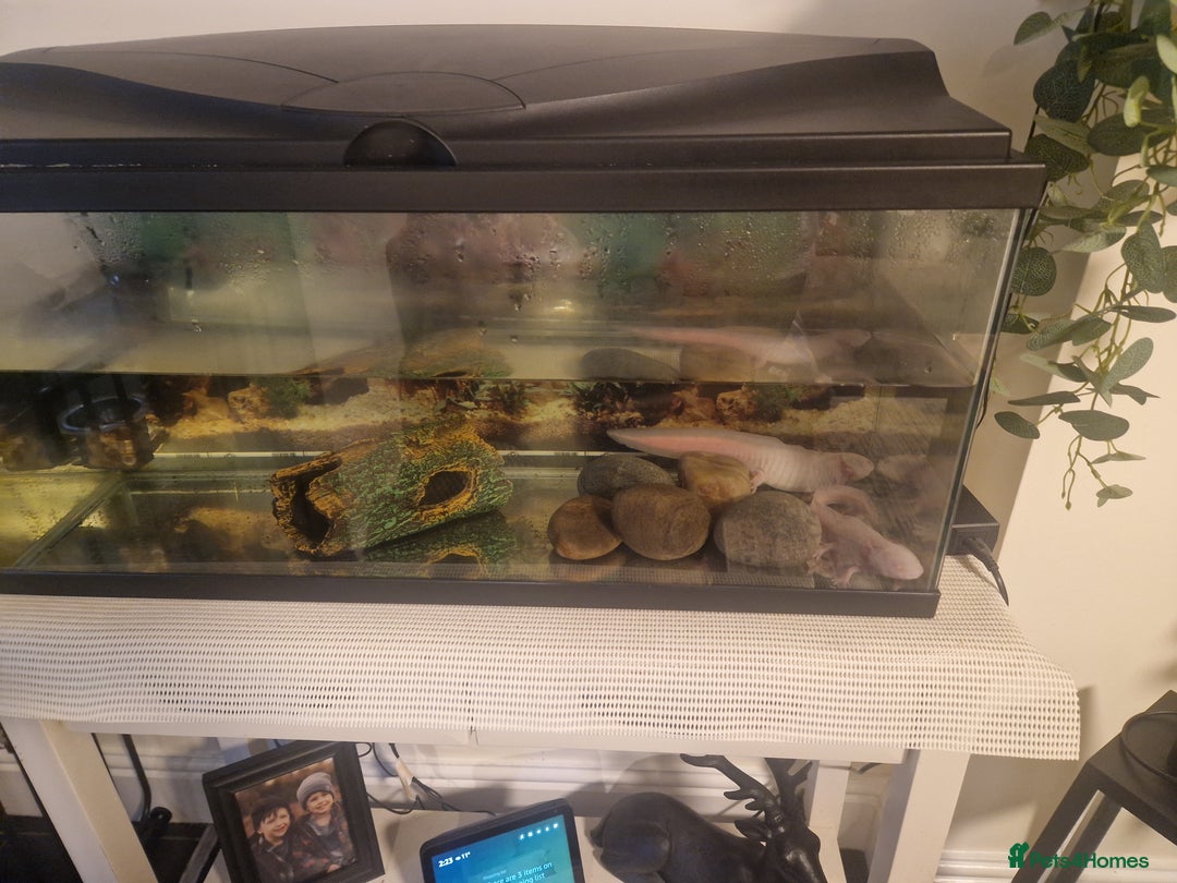 Other/Mixed Breed fish for sale: two axelottles  - Image 2