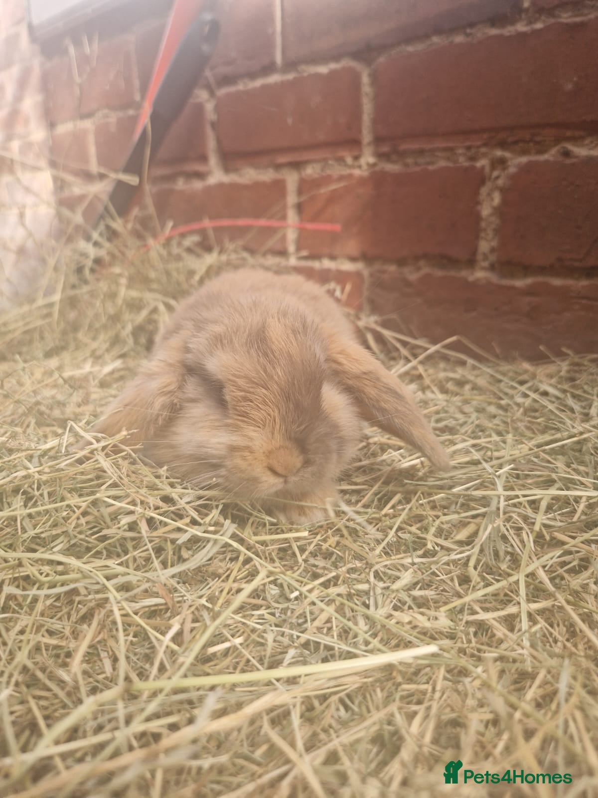 Mini Lop rabbits **mini lops ready now ** - Advert 2